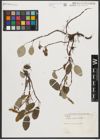 Foto von Salix reticulata L.